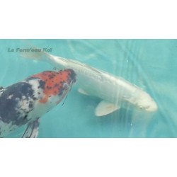 Doitsu platinium 30-35