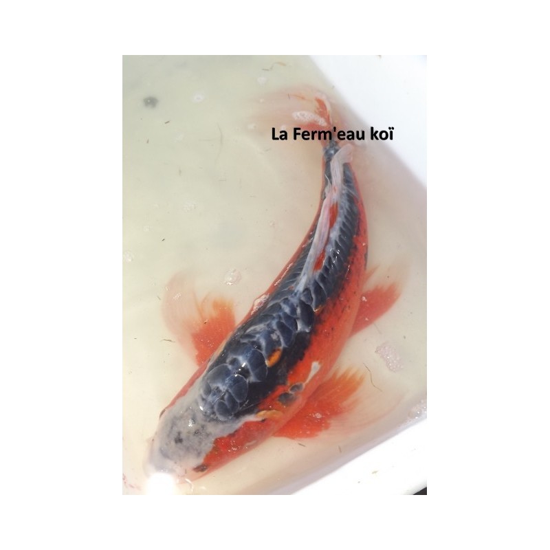 Hi shusui voile 60-65 cm