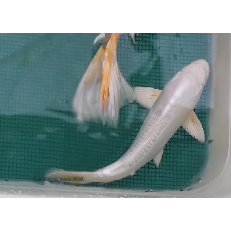 Doitsu platinium 30-35