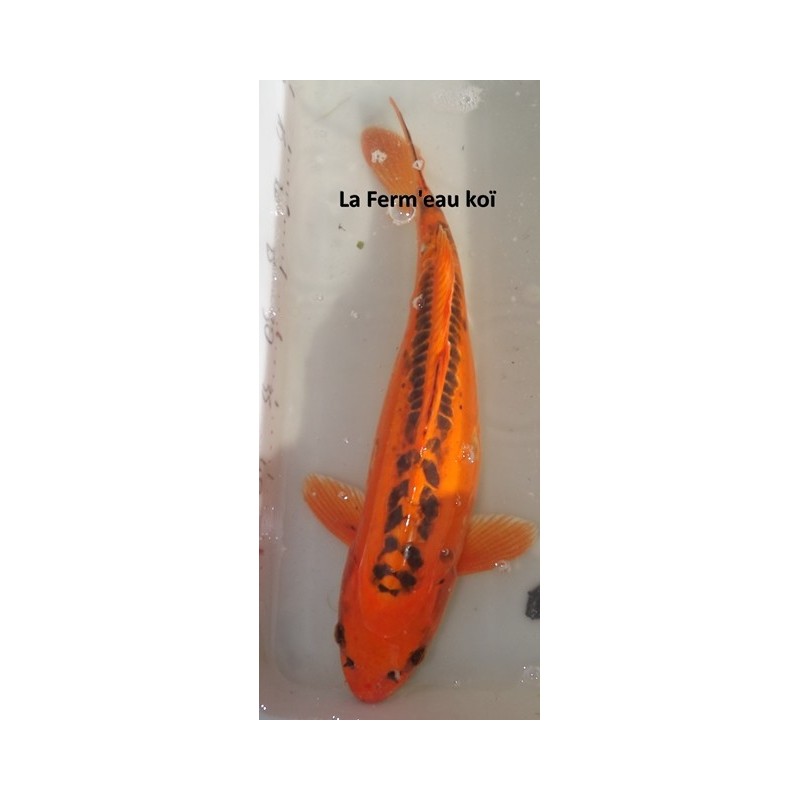 Mizuho Ogon 45 - 50 cm femelle