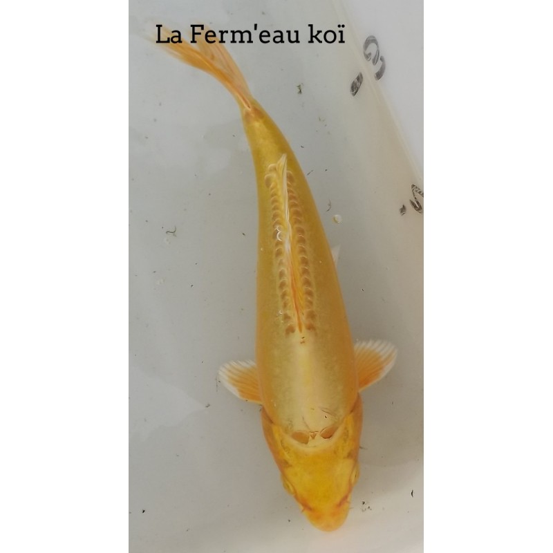 Doitsu Yamabuki 20-25cm Japon AOKI