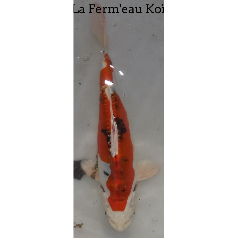 Doitsu Yamatonishiki 20-25cm Japon Kaze