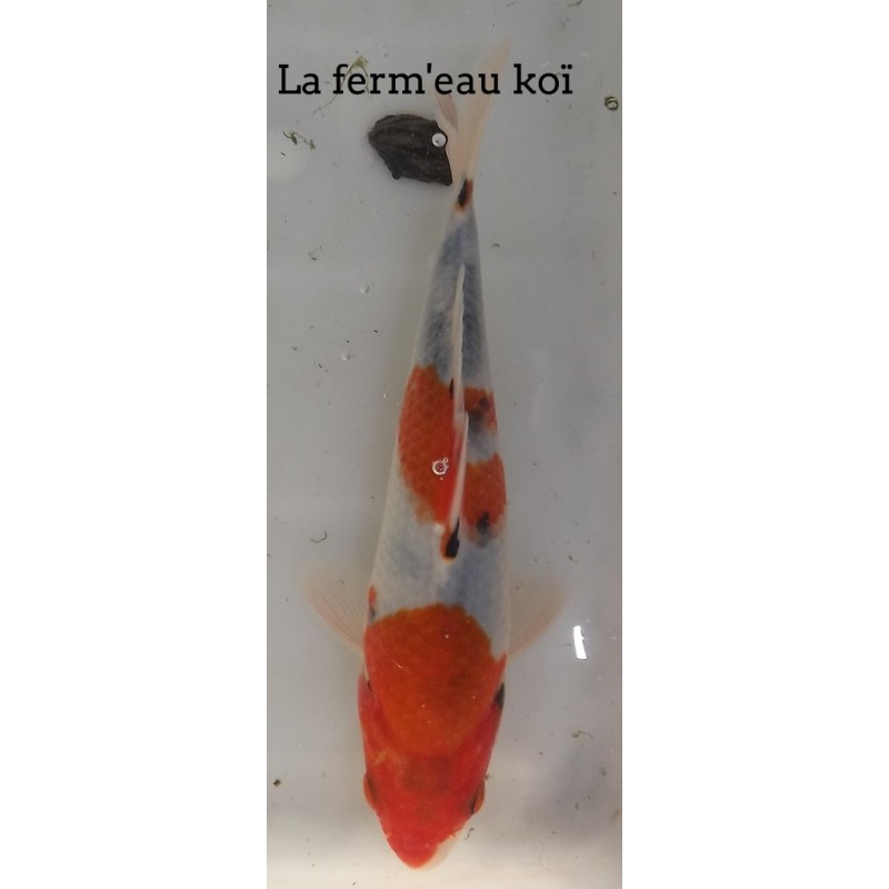 Goshiki 20-25cm Japon Hirasawa