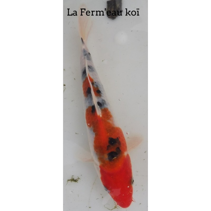 Sanke 20-25cm Japon Hirasawa