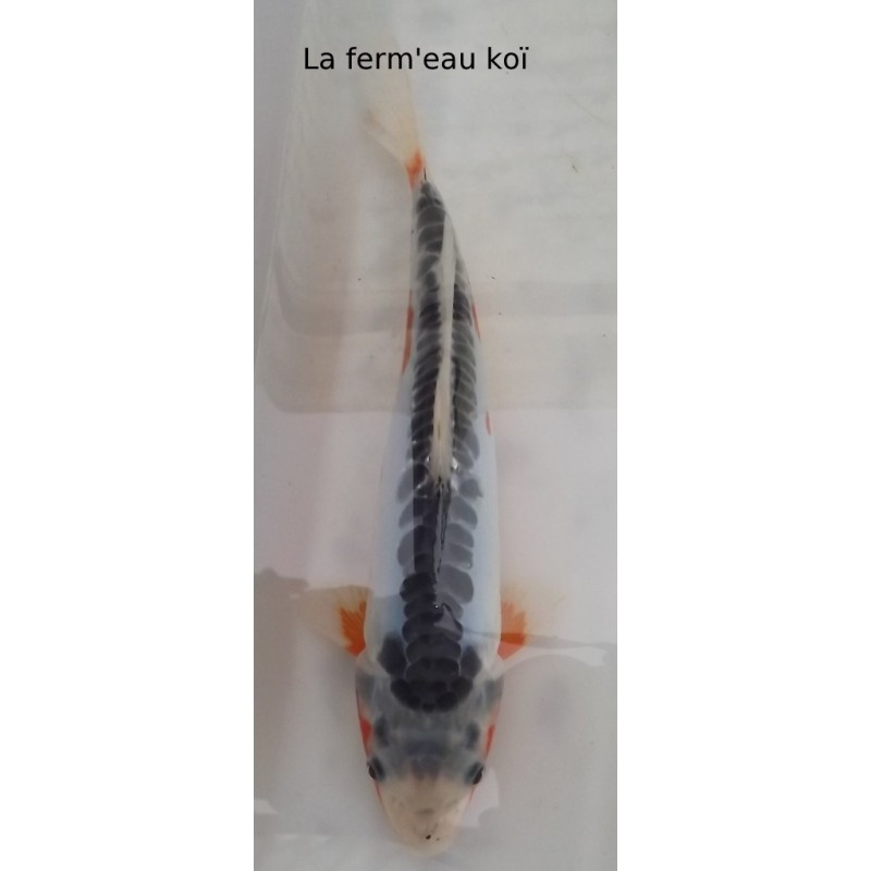 Shusui 20-25cm Japon Hirasawa