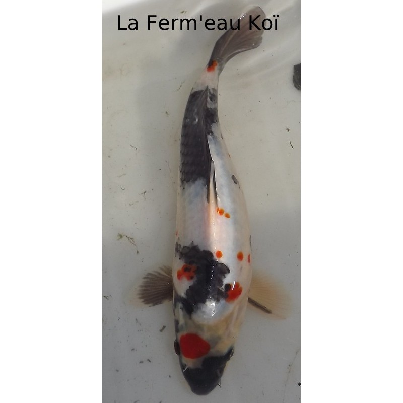 Tancho Showa 25-30 cm Japon Hirasawa