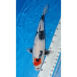 TANCHO showa FEMELLE  45-50cm