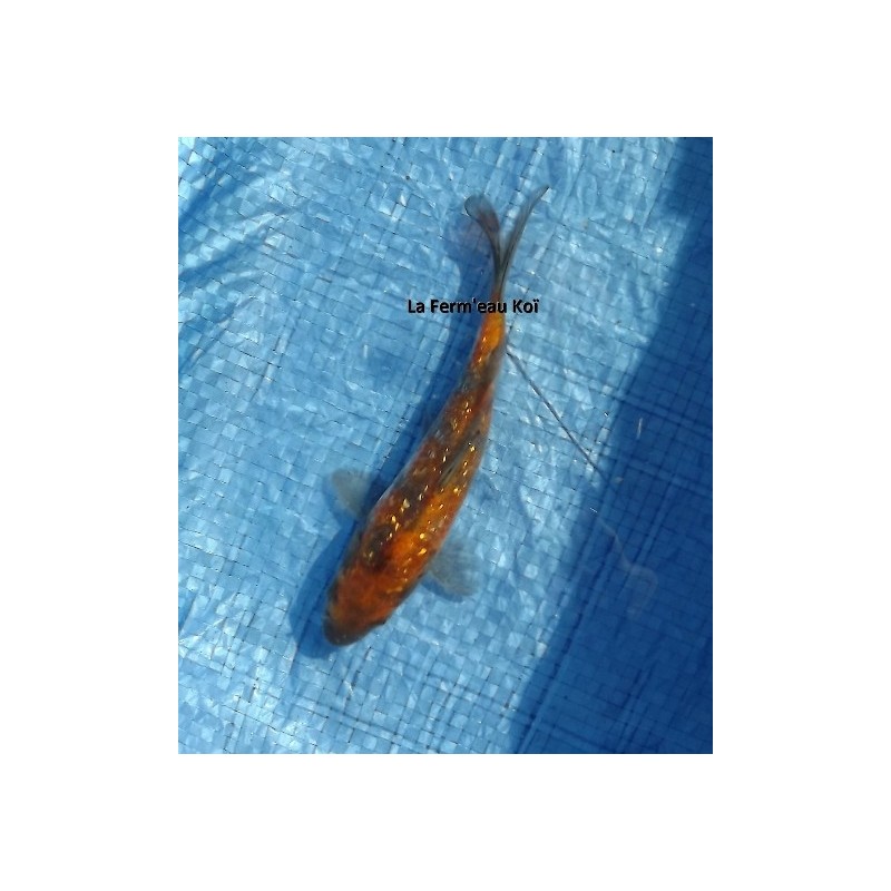 Tosaï : ginrin kin utsuri Hirasawa