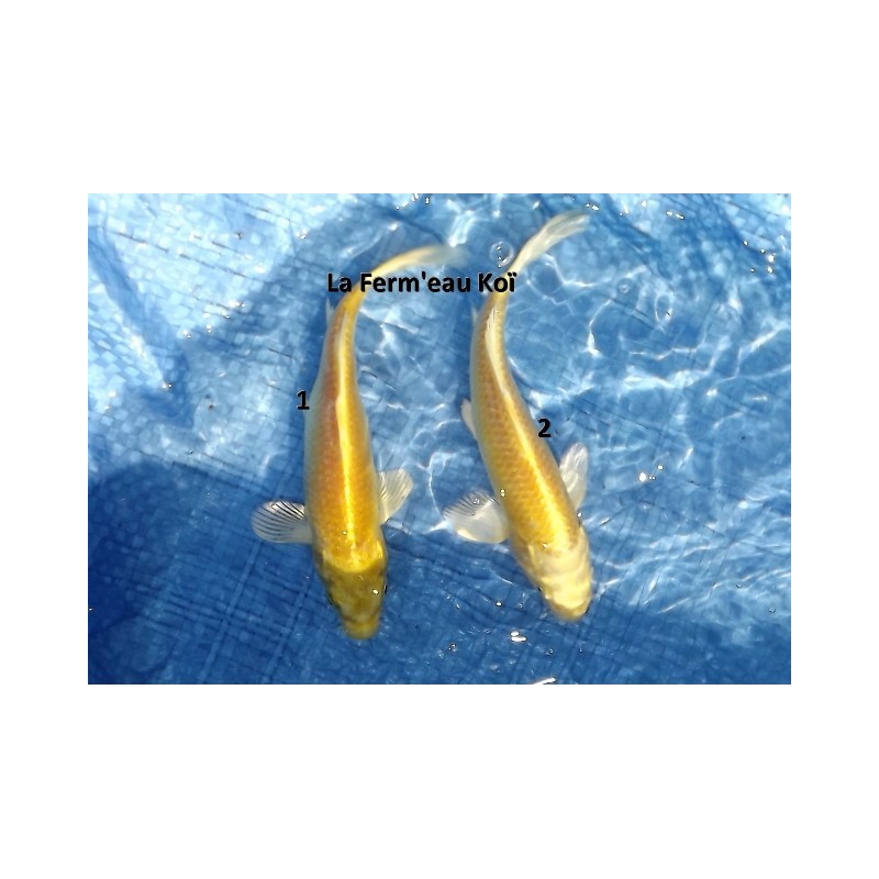 Tosaï : yamabuki Hirasawa