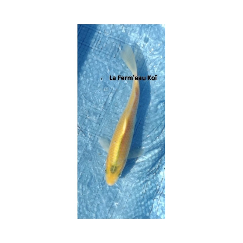 Tosaï : karashigoï Hirasawa