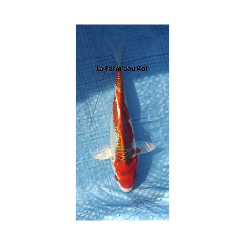 Tosaï : kujaku Hirasawa