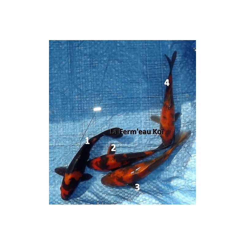 Tosaï : hi utsuri Hirasawa