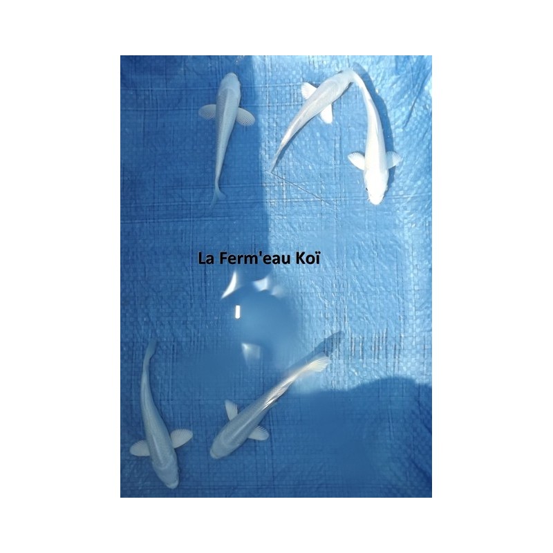 Tosaï : platinium et ginrin platinium Chogoro