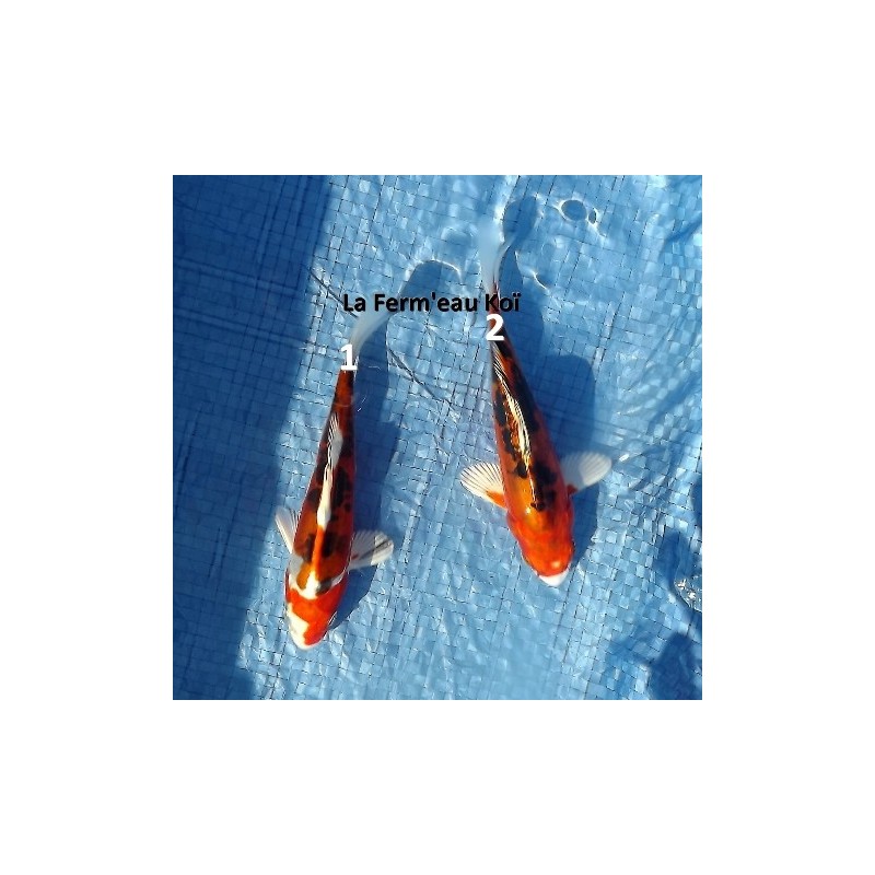 Tosaï : doitsu yamatonishiki Aoki