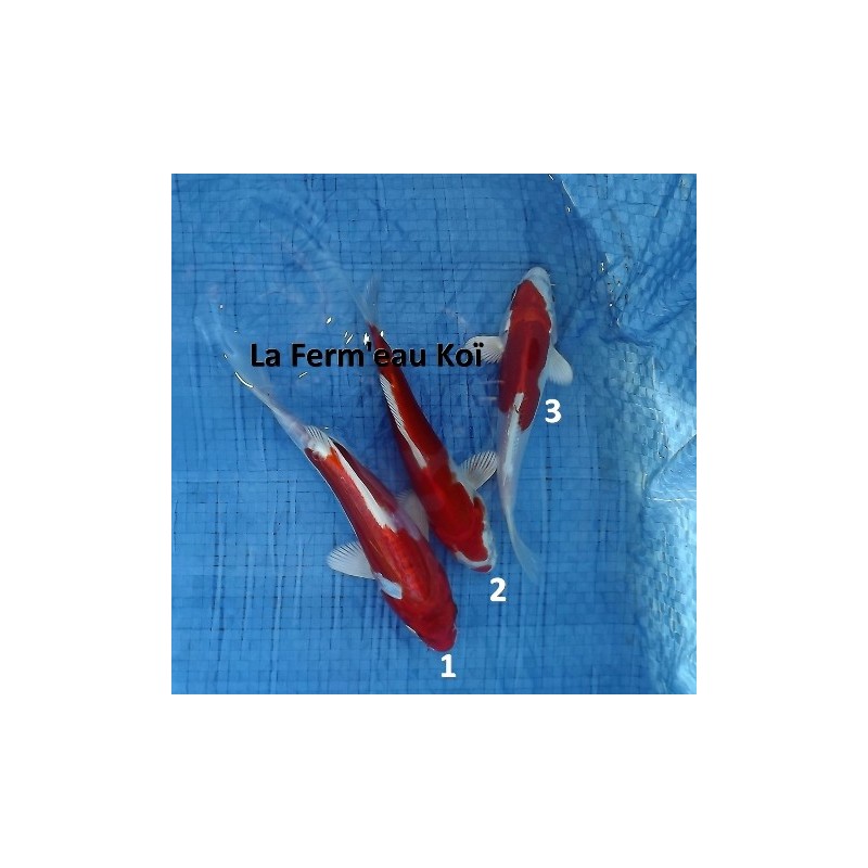 Tosaï : kikusui Aoki