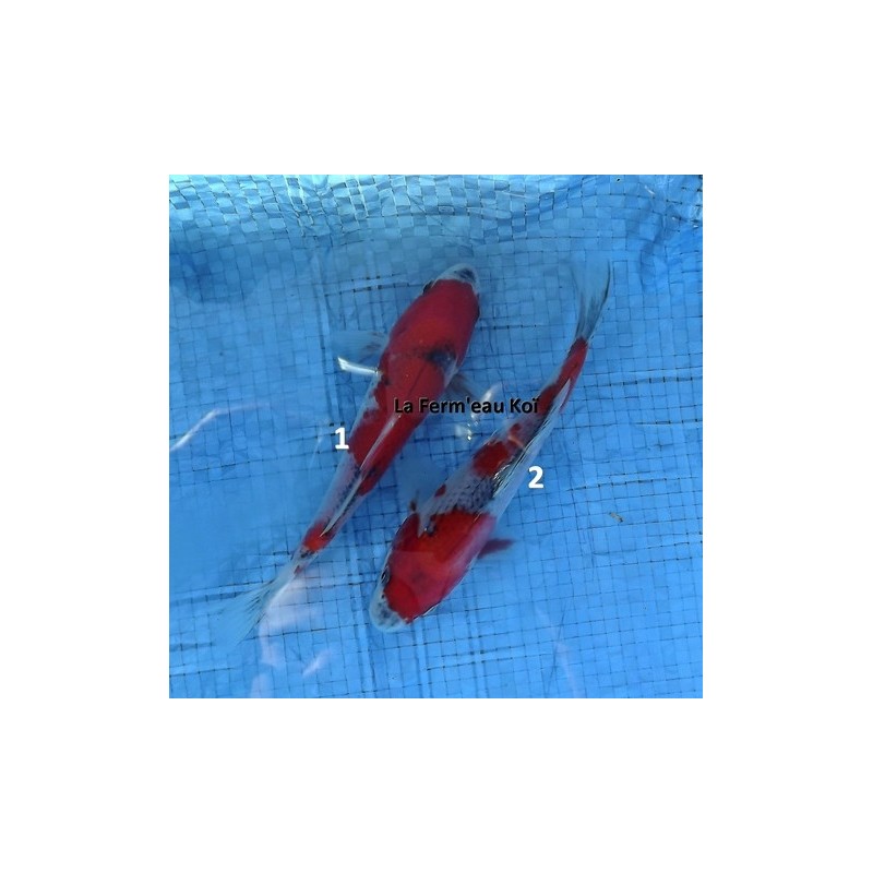 Tosaï : goshiki Aoki