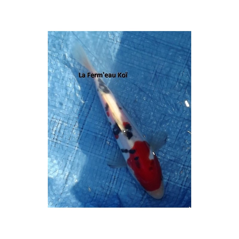 Tosaï : doitsu sanke Maruhide