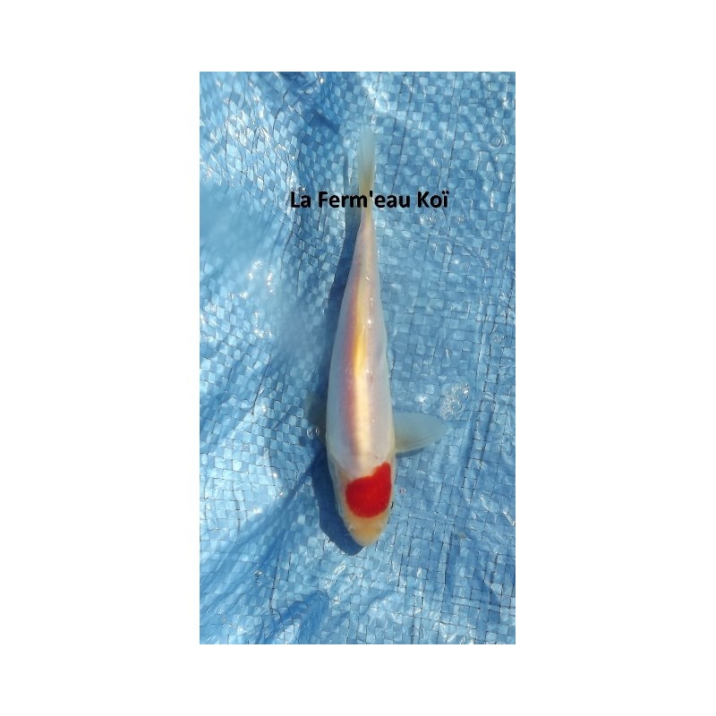 Tosaï : doitsu tancho Maruhide