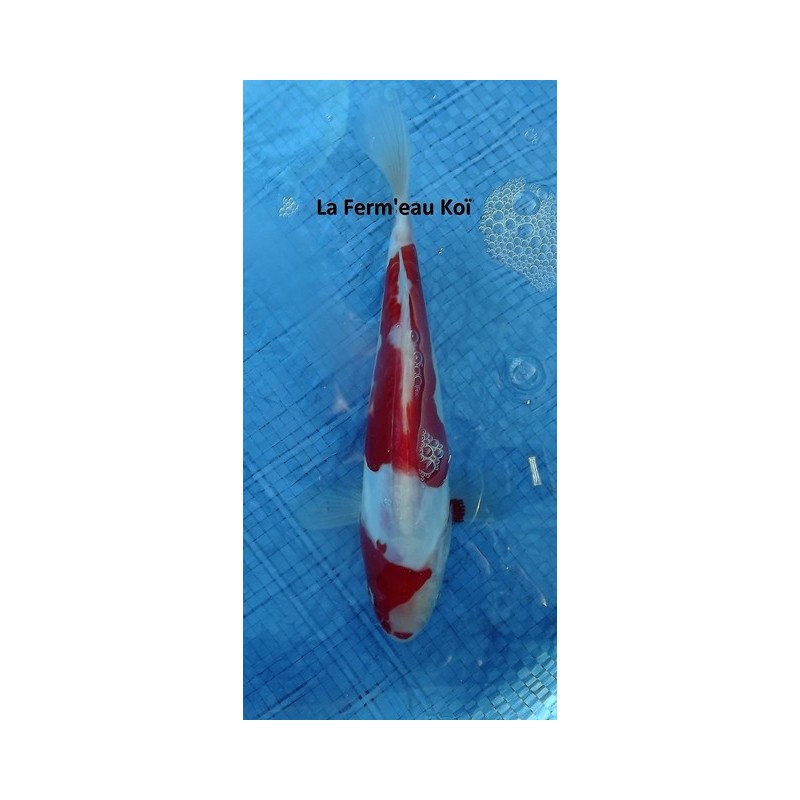 Tosaï : doitsu kohaku Maruhide