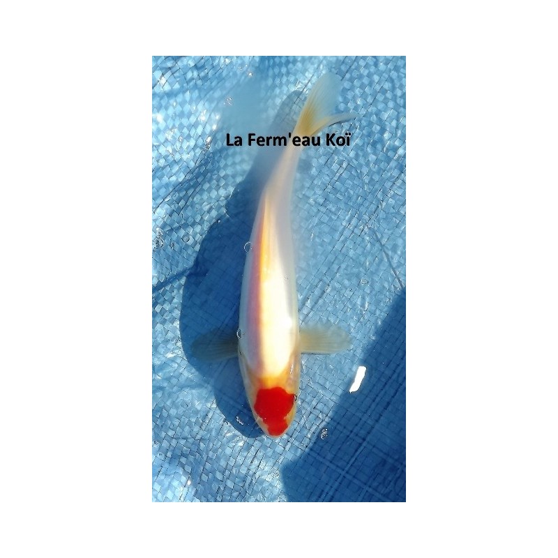 Tosaï :  tancho doitsu kohaku Maruhide