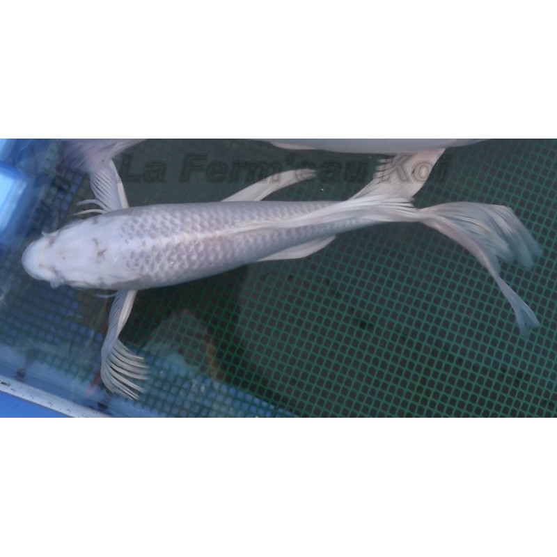 platinium voile 25-30 cm