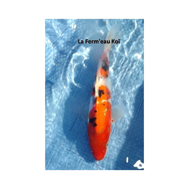 Tosaï : doitsu sanke Maruhide