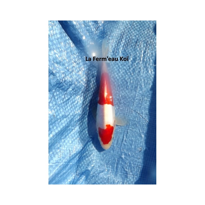 Tosaï : doitsu kohaku Maruhide