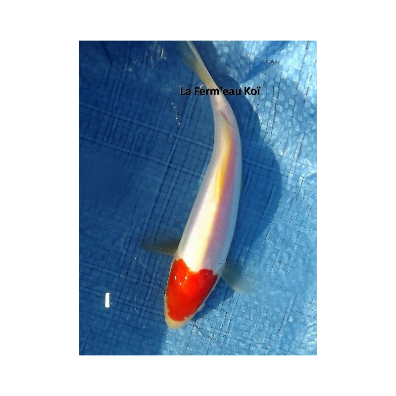 Tosaï :  menkabuki doitsu kohaku Maruhide