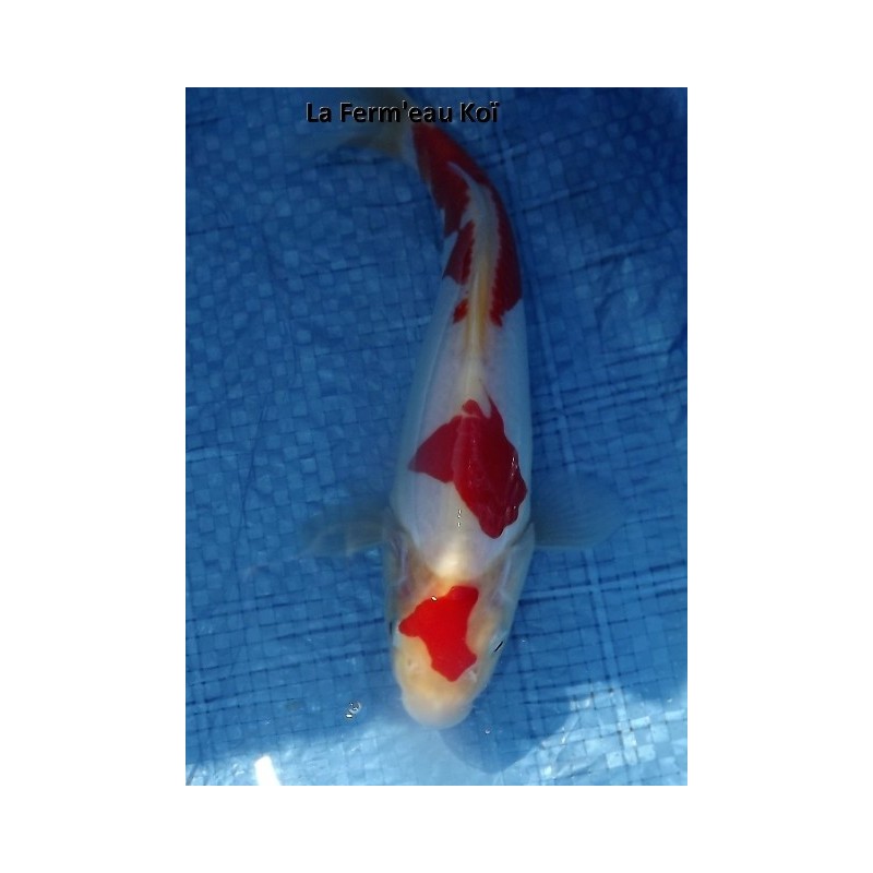 Tosaï : doitsu kohaku Maruhide