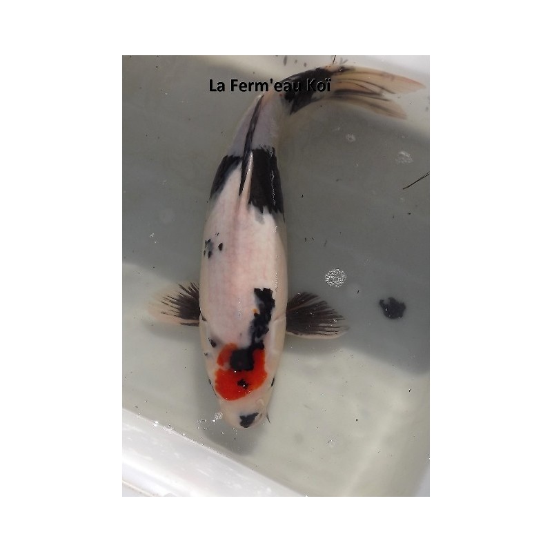 TANCHO showa FEMELLE  45-50cm