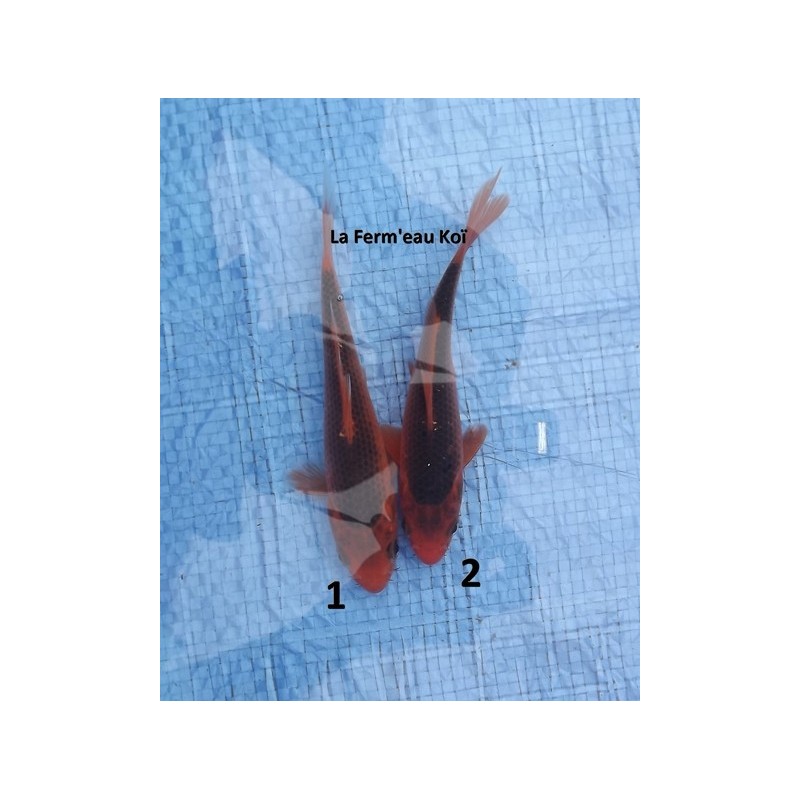 Tosaï : hi asagi Hirasawa