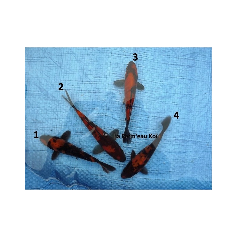 Tosaï : hi utsuri Hirasawa