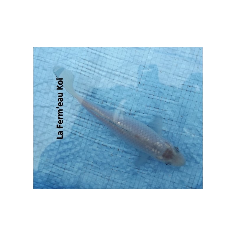 Tosaï : soragoï Hirasawa