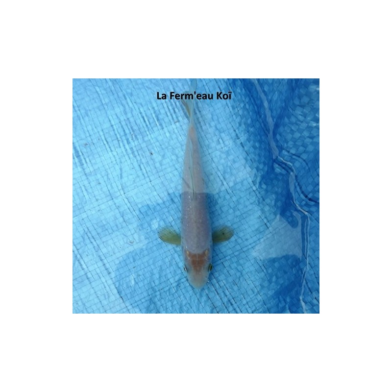 Tosaï : ochiba Hirasawa