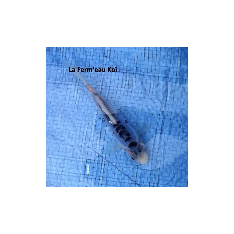 Tosaï : shusui Hirasawa