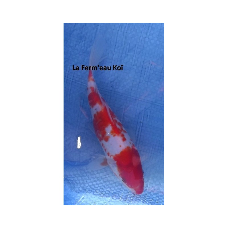 Kohaku 20-25 cm