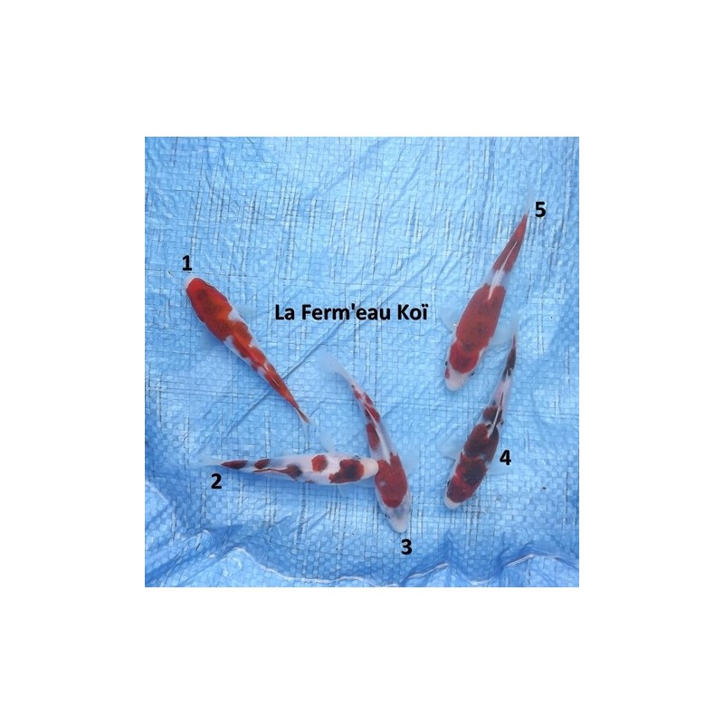 Tosaï : Goromo Sakazume