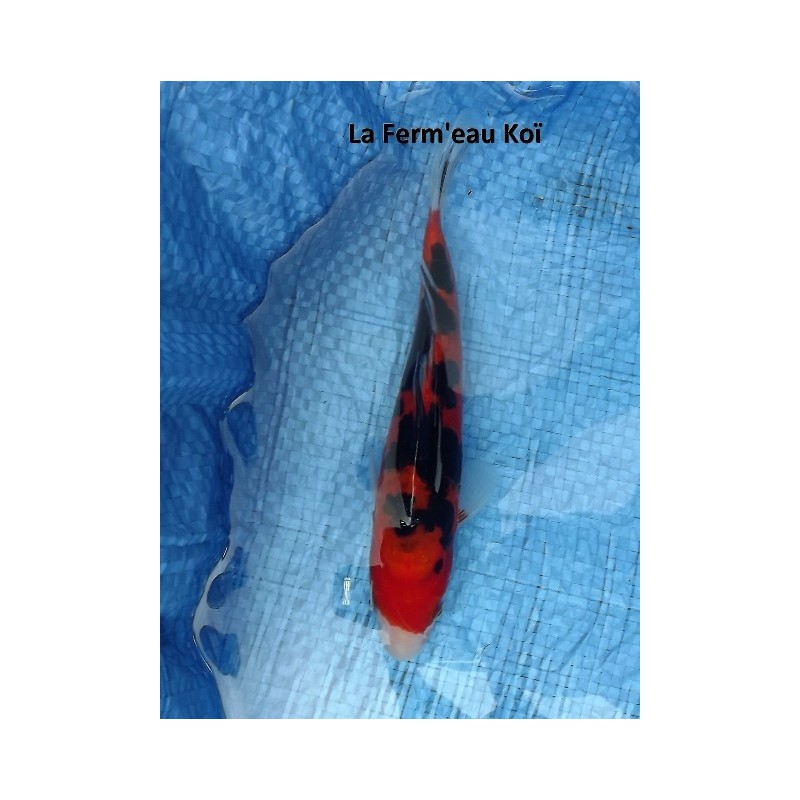 Doitsu Hi Sanke18-20 cm Japon Marusaka