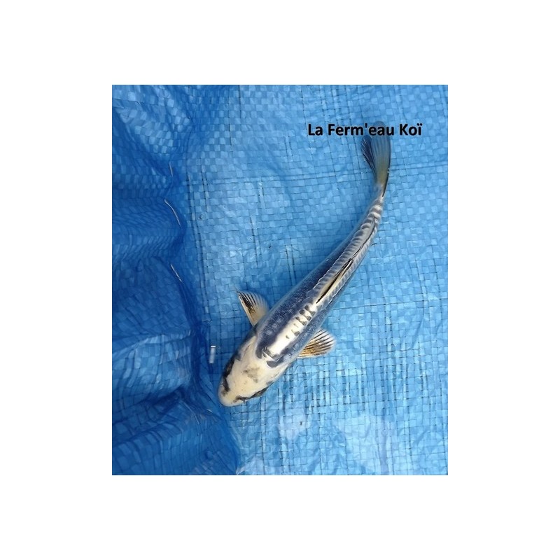 Doitsu gin matsuba 18-20 cm Japon Marusaka