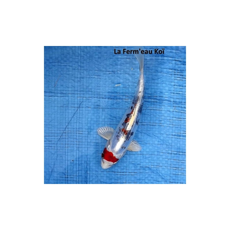 Doitsu yamatonishiki 18-20 cm Japon Marusaka