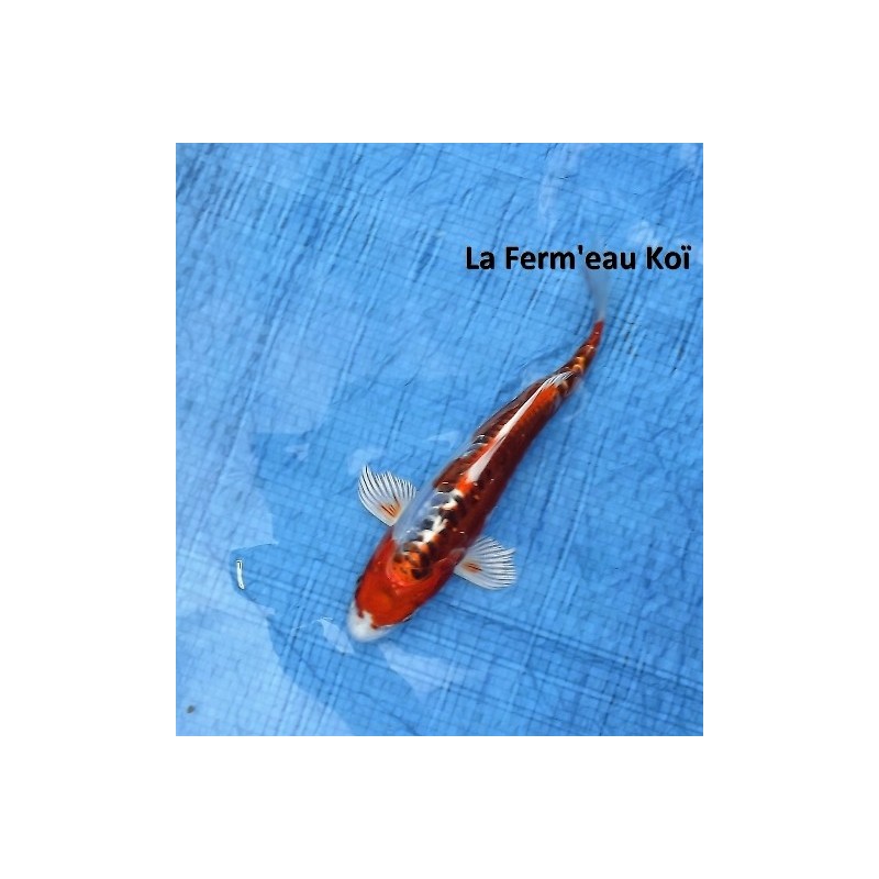 Doitsu kujaku 18-20 cm Japon Marusaka