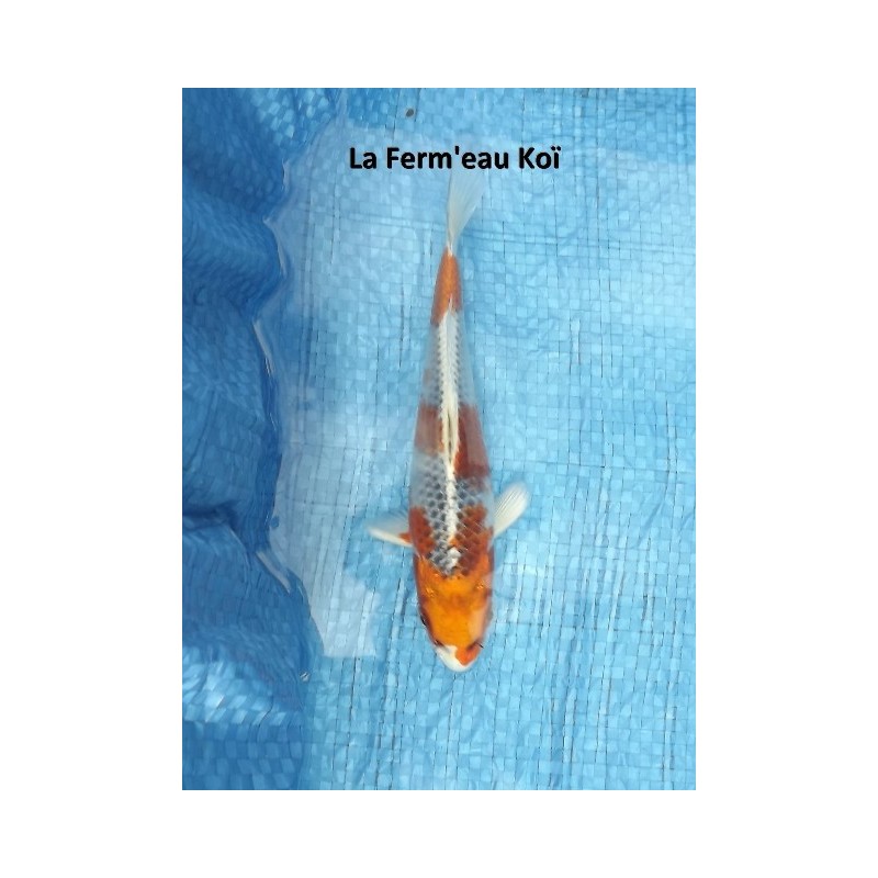 Kujaku 18-20 cm Japon Marusaka