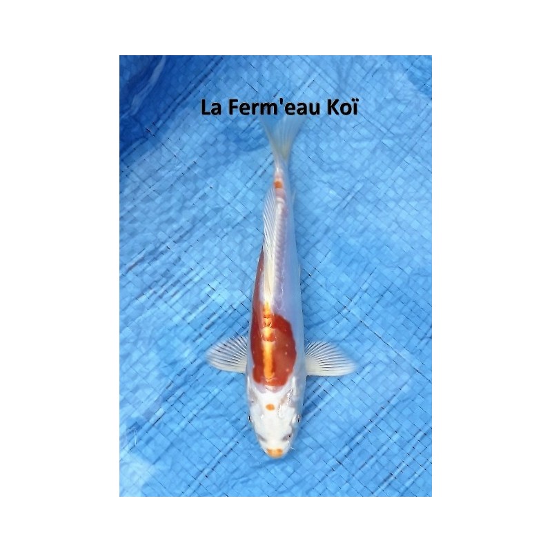 Doitsu hariwake 18-20 cm Japon Marusaka