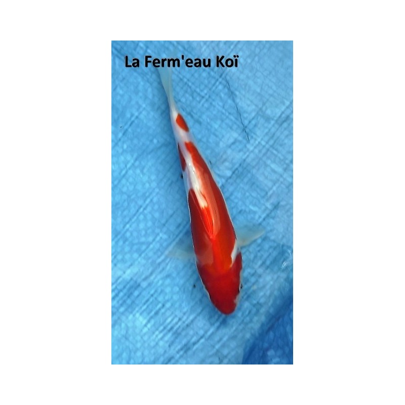 Doitsu kohaku 18-20 cm Japon Marusaka