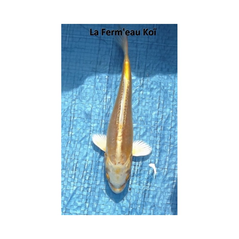 Doitsu yamabuki 18-20 cm Japon Marusaka