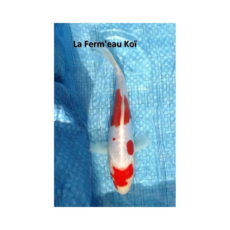 Doitsu kohaku 18-20 cm Japon Marusaka