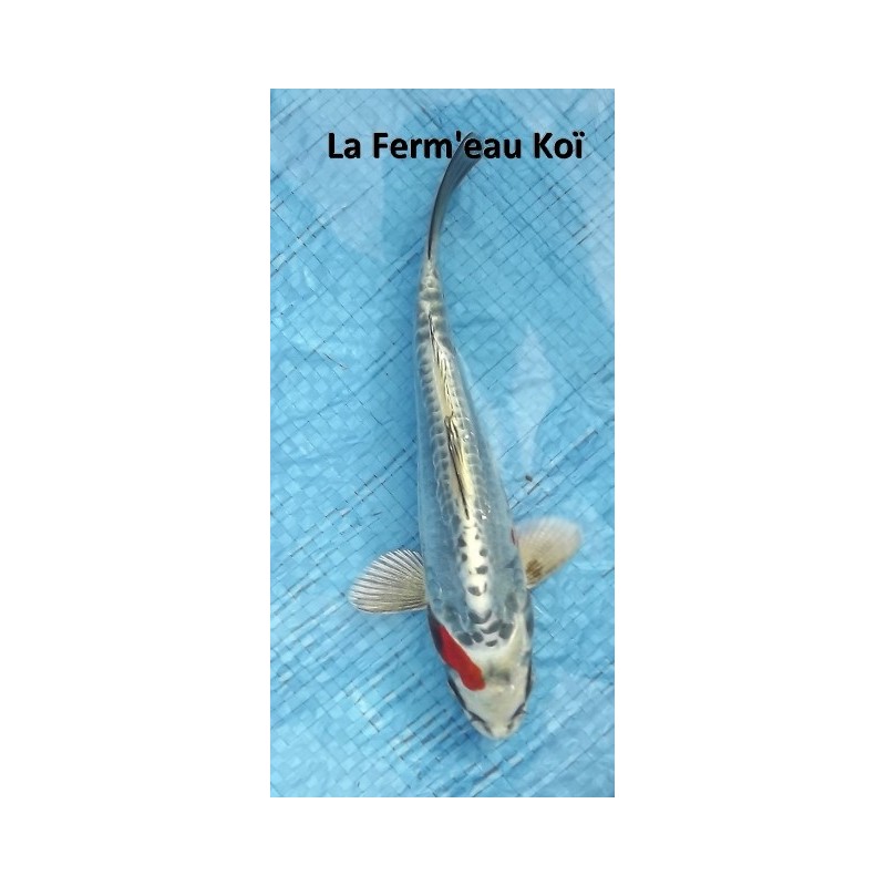 Beni kikokuryu 18-20 cm Japon Marusaka