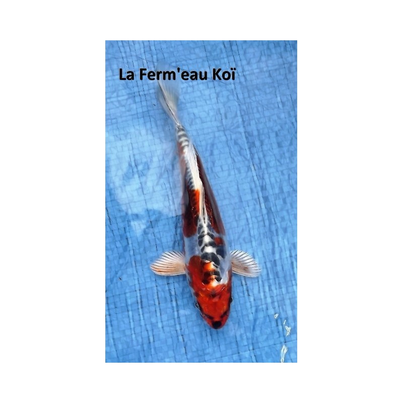 Doitsu kujaku 18-20 cm Japon Marusaka