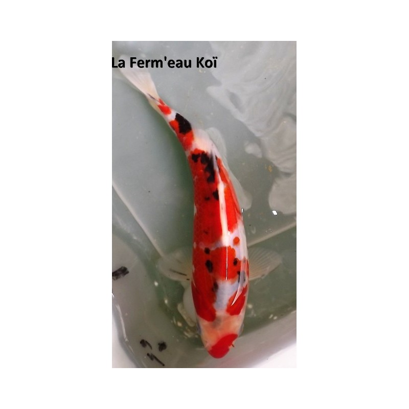 doitsu sanke 20-25 cm Japon Marusaka