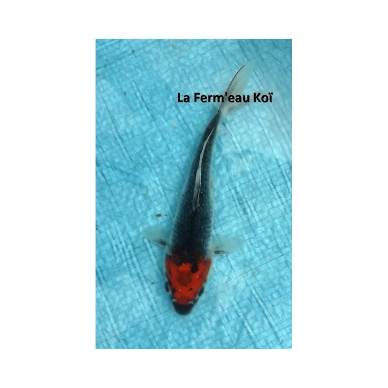 Goshiki 18-20 cm Japon Aoki